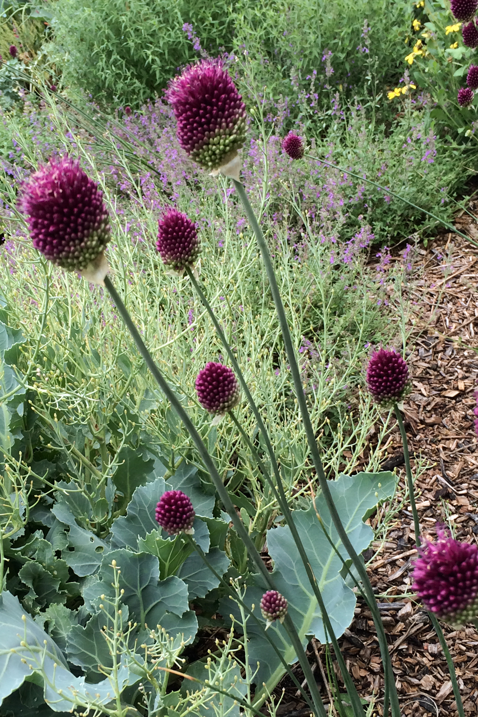 Drumstick Allium